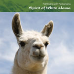 SS23 Spirit of White Llama